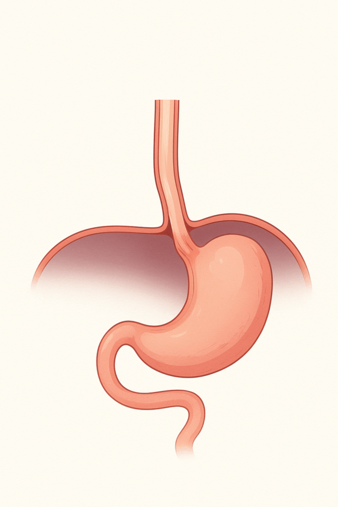 Hiatal Hernia: Causes, Symptoms, and Types